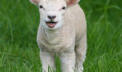 91号小羊最新直播回放,精彩瞬间与幕后故事